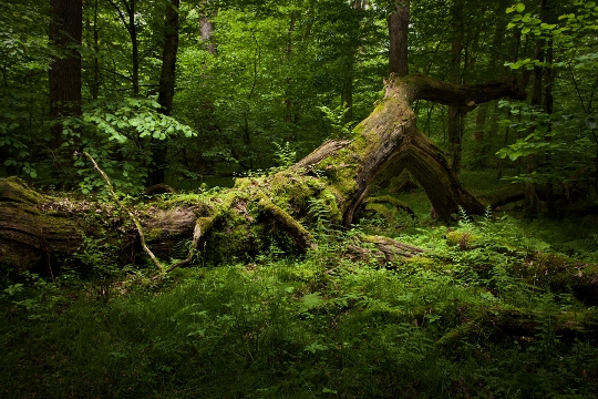 5a9f1714b30c7_Rainforest01m-Kopija.jpg.9a149e0cec3d85efa36c14b4580d00aa.jpg