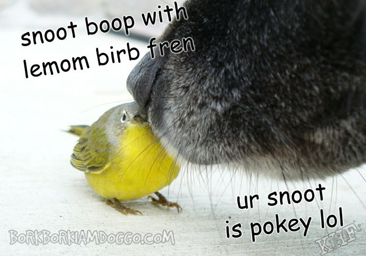 birb-looks-nervous-must-be-his-first-snoot-boop.jpg.698d4a5b58f9bf37306589d0680bed96.jpg