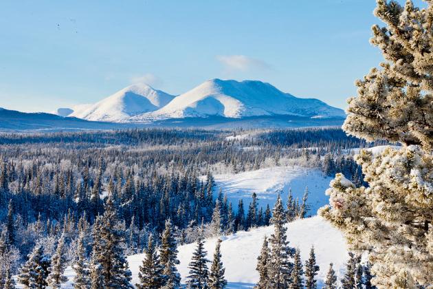 taiga-winter-snow-landscape-yukon-territory-canada-stephan-pietzko.jpg.cb7dbc3f5b48022415416834c8e3c1c7.jpg