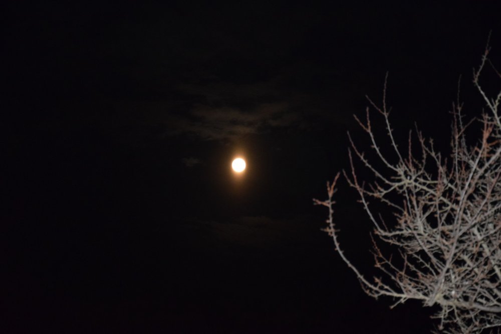 DSC_8612.thumb.JPG.69cb888271658fe8ced99bfff83891cb.JPG