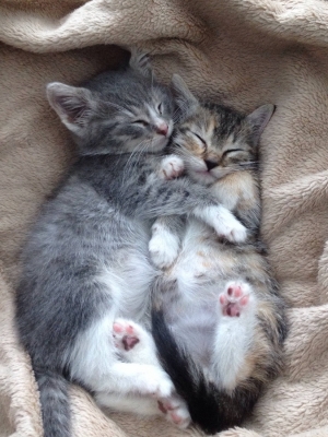 s-I-catch-my-foster-kittens-cuddling-every-morning.jpg.9f887676f2caf248979f011b40b10c08.jpg