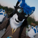 Enzic the Wolf