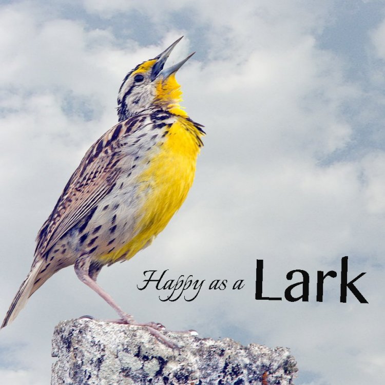 happy as a lark.jpg