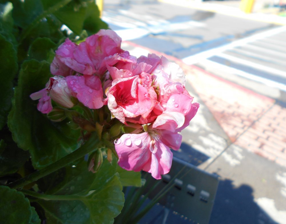 DSCN1701.JPG