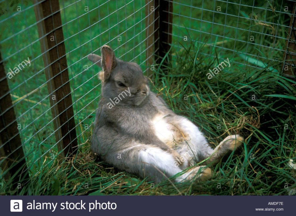 a-comical-grey-and-white-pet-rabbit-having-a-rest-in-a-rabbit-hutch-AMDF7E.thumb.jpg.3b34ee6722ec78e28e6d69b03488bd56.jpg