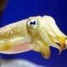 epiccuttlefish