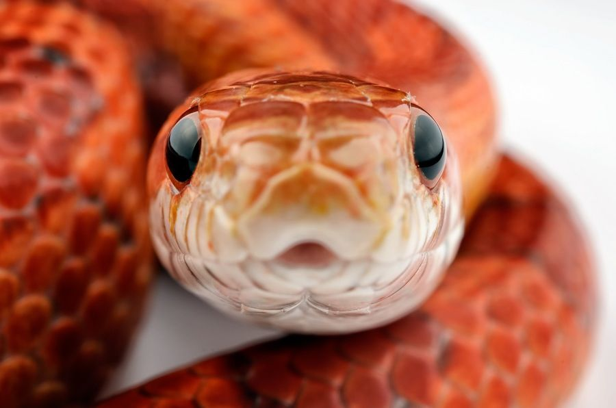 snek.png.e2ae7411446dfc610f38dfc9ac0f878c.png