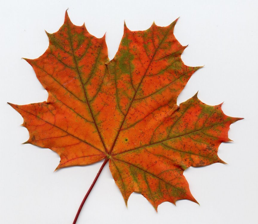 maple-leaf.jpg