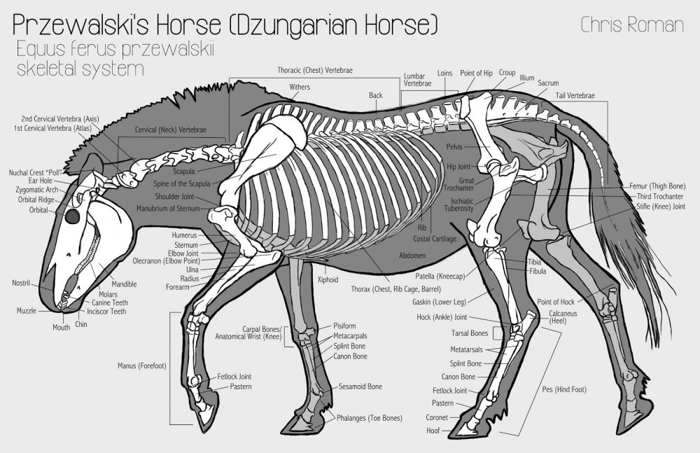 przewalski horse skeleton final.jpg