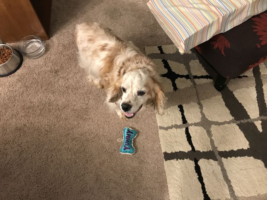 dog2.jpg.2a5add4954f99c11f6622571c0bac28f.jpg