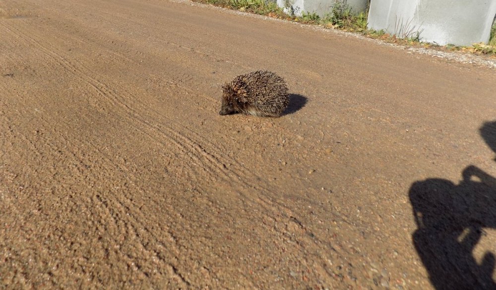 Hedgehog3.JPG