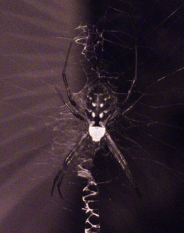 Spider_UV.jpg