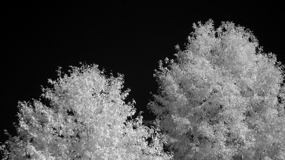 Oak Trees_NIR.jpg
