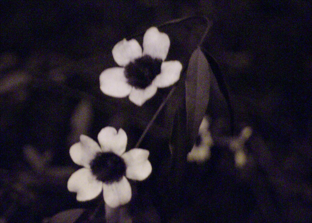 Flower_UV.jpg