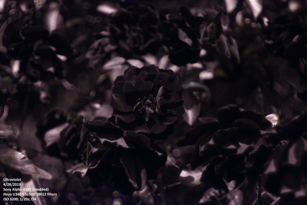 Roses_UV 2.jpg
