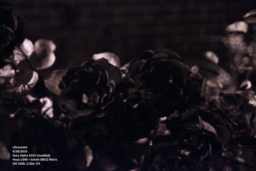 Roses_UV 1.jpg