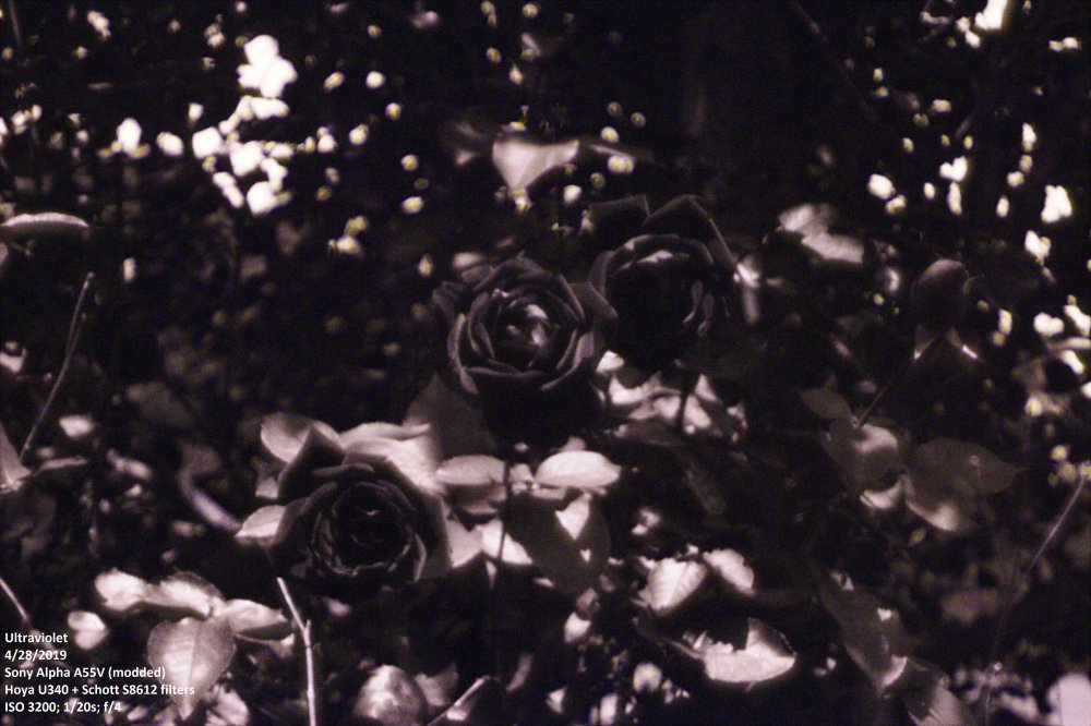 Roses_UV 3.jpg