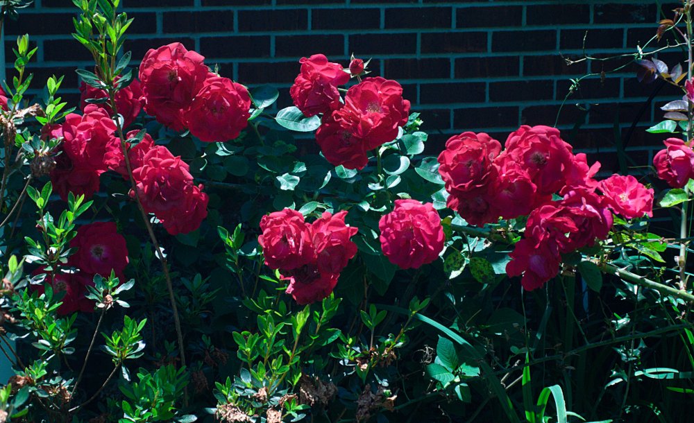 Roses_Vis.jpg