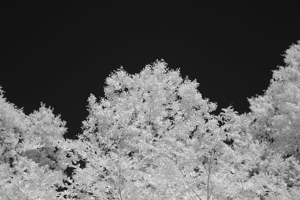 Trees_NIR 4.jpg