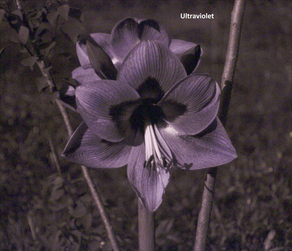 Flower A_UV.jpg