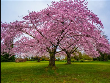 1664668217_Cherryblossom.png.32fd7e21589f0ff83684a2d3c1fd65d0.png