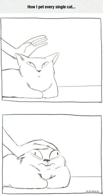 funny-petting-cat-hard-hand.thumb.jpg.b35f57c88898a8ee687a60b446a7a1f8.jpg