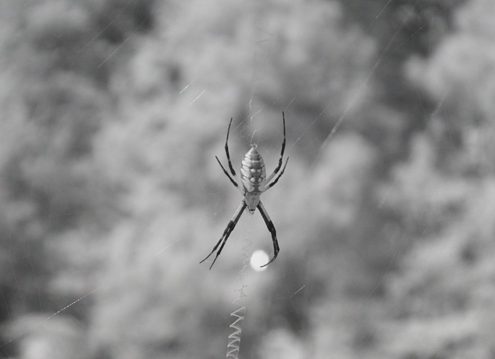 Argiope Spider_NIR.jpg