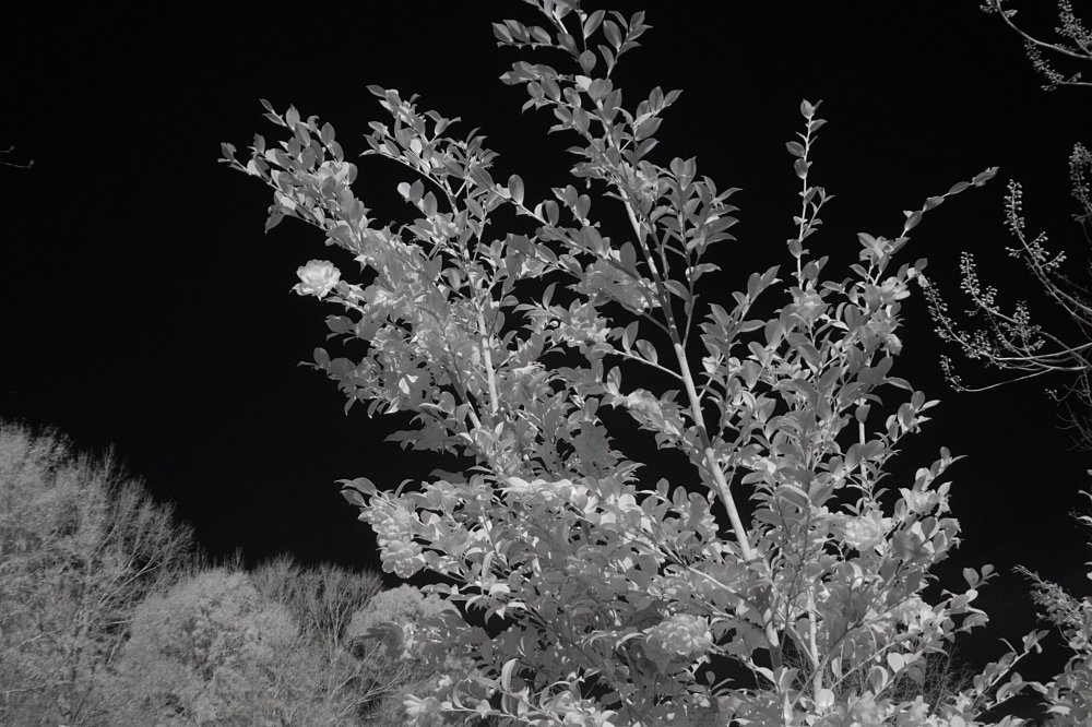 Flowering bush_NIR wide angle.jpg