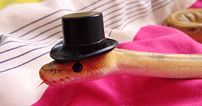snake-in-hats-11feature-image-770x405.png.67b14a07fcffcc205e1eee683a56be5b.png