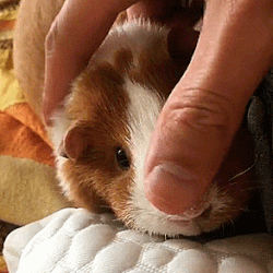 34866A4F-243C-41B7-AC21-7F9A22F5AC77.gif.c5359a3c18e5eb99021b4a5bd53a6769.gif