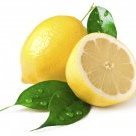 Lemonshrike