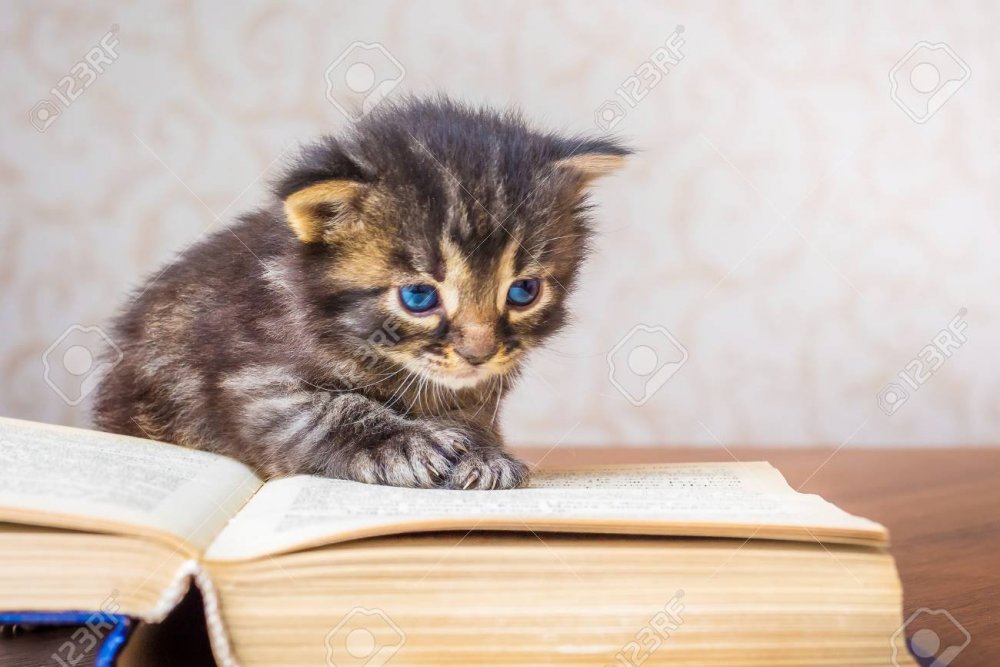 103948010-little-striped-kitten-near-an-open-book-reading-lesson-reading-interesting-literature-visiting-the-l.jpg