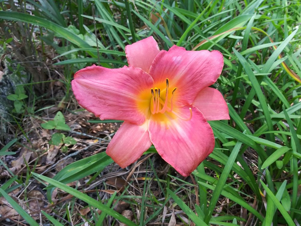 Day Lily_Color (2).jpg