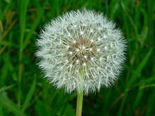 220px-TaraxacumOfficinaleSeed.jpeg.568d6ce8870490ef79cb33c9613fa939.jpeg