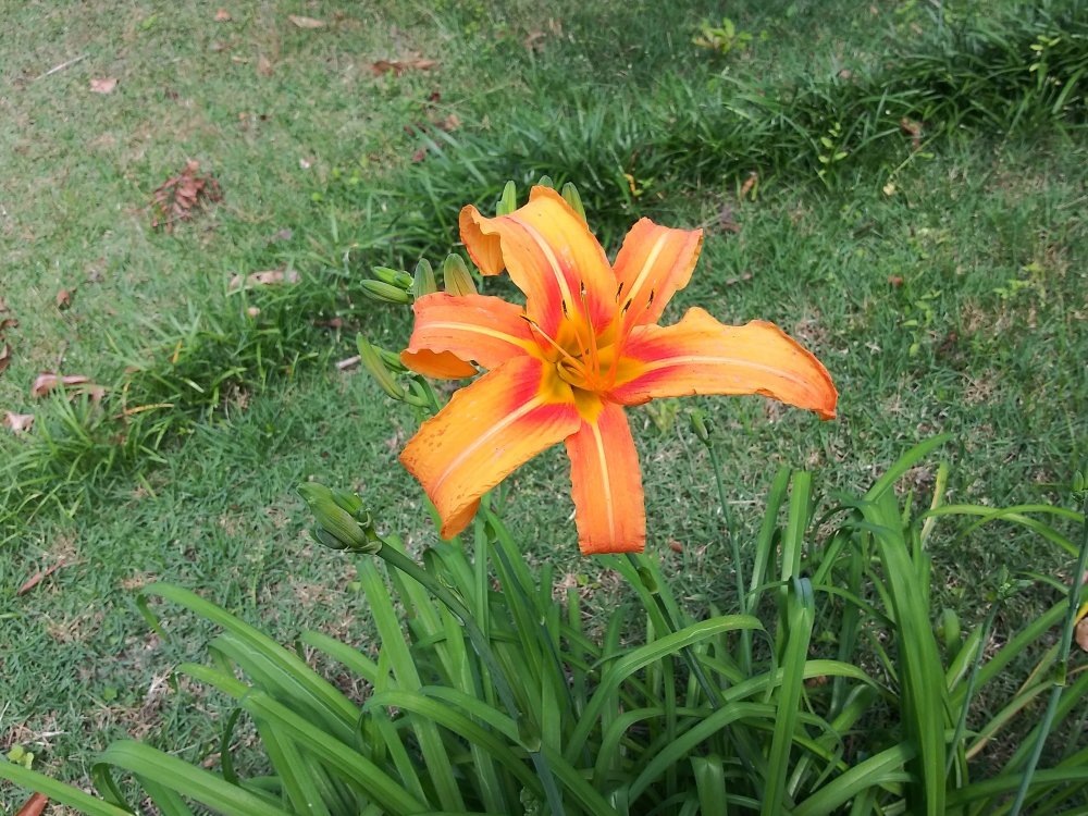 Orange Day Lily_Color (2).jpg