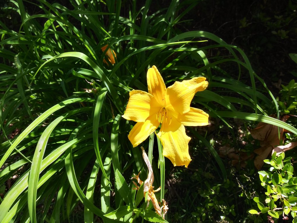 Yellow Day Lily_Color (2).jpg