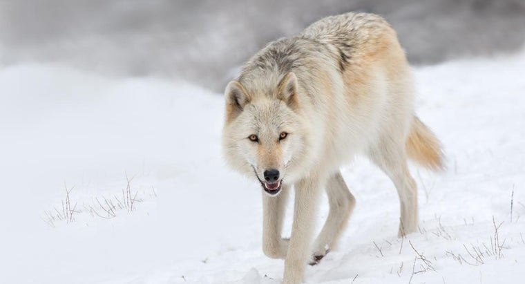 female-wolf-called_f7a73142fa21cb99.jpg.fa552c0b45d4e5537f9e78991f27babb.jpg