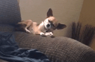85D8D856-5ED9-4EF1-8B6E-F7C94ED4D8E7.gif.ec83fbcd6f3086610b0ddfac33145912.gif