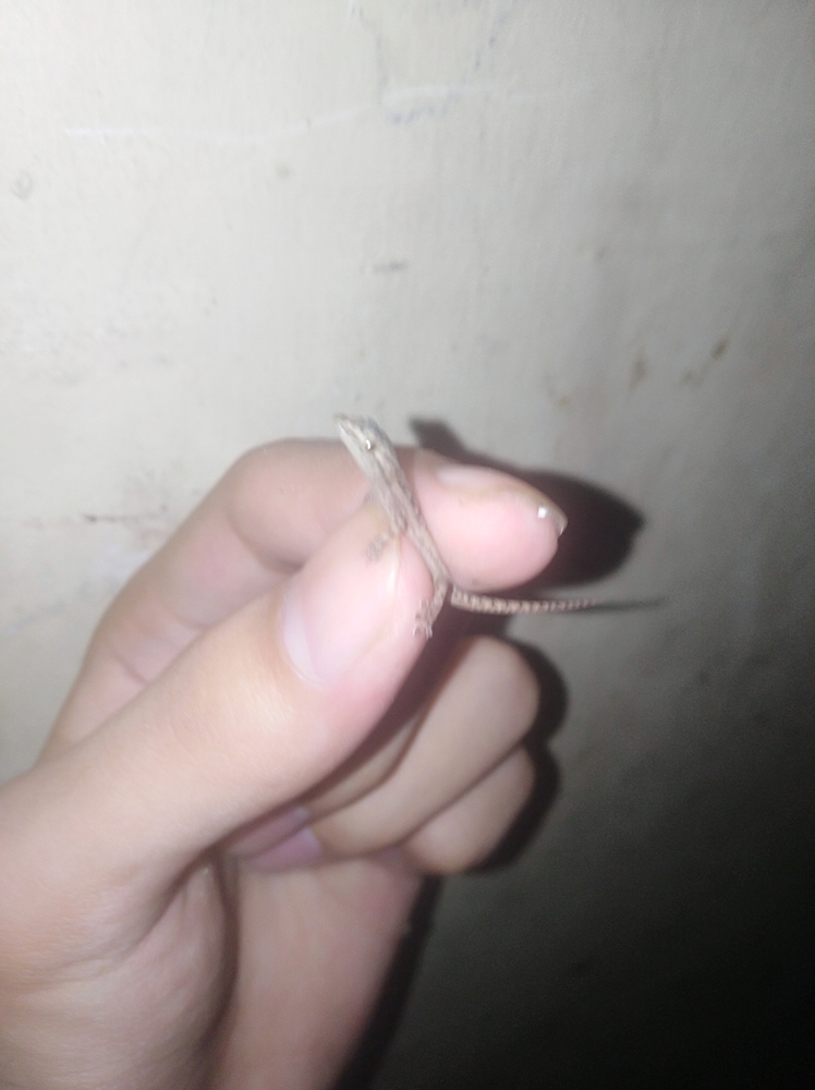 IMG_20211001_211110.thumb.jpg.23eeab9b72a7008dd08f0bb16cc9dd9b.jpg