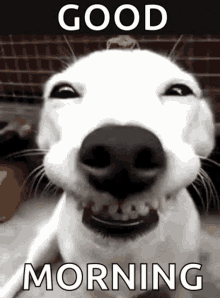 3F0E523F-5FC8-4169-B29A-E99867E1AFA1.gif.820cb4869ddddfa3e0c1c4d7dbabc4ef.gif