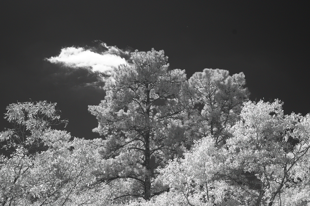 Large Pine Tree_NIR.jpg