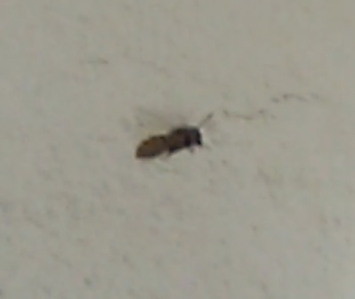 Wasp.jpg.3ac1e2f18751da46032af9813a266652.jpg
