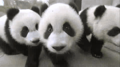 F258BE33-B385-446A-8494-DC6454C6A231.gif.98438765be3de64ecff28e5de6b108fe.gif