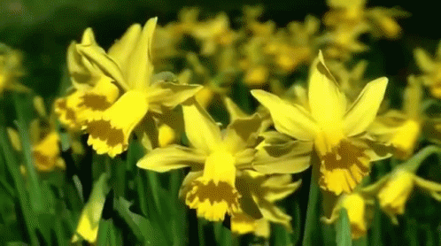 daffodil-flowers.gif.01ffd854d9027bce53ee7a1785456c14.gif
