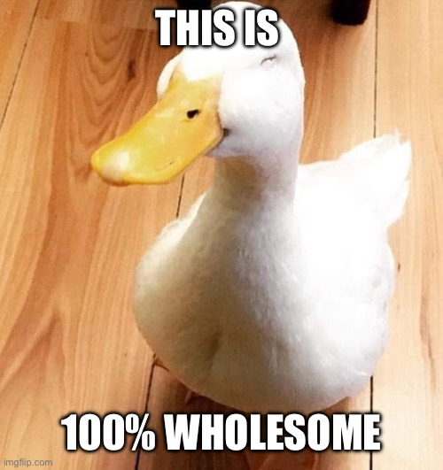 wholesomeDuck.jpg.5dff630a7deaf2b98f6154916c9851c9.jpg