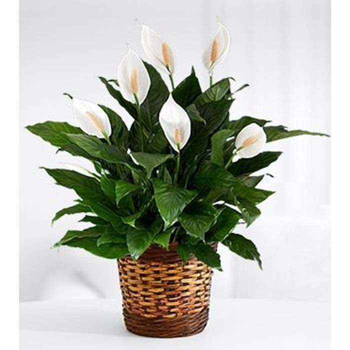 ftd_touched_by_peace_lily_plant_1.jpg.a071dbbfd62a2d5225aa94737942e84a.jpg