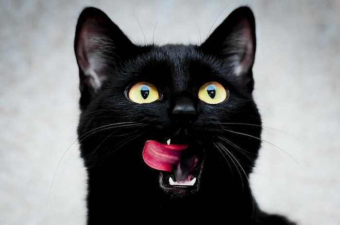 10_fascinating_facts_about_black_cats-3_1200x1200.thumb.jpg.f4b13ee7f1dd724b364c3fea1a114eae.jpg