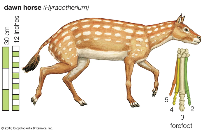 Dawn horse from the side and its skeletal toes additionally.