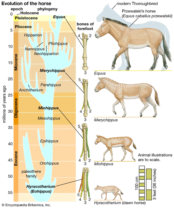 Evolution of the horse with several side pictures.