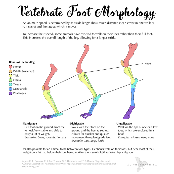 Foot morphology from the side with explanation text.